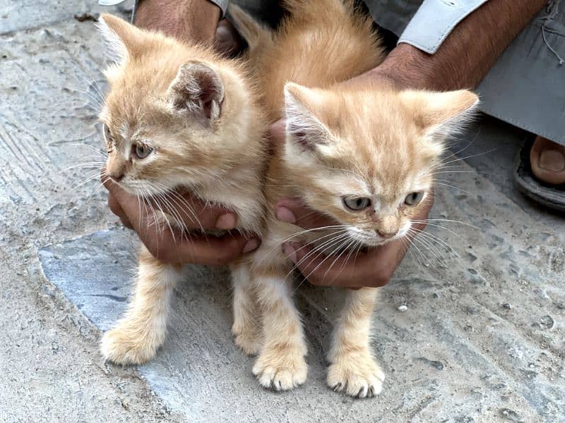 1month old single coat Persian kittens for sale 2