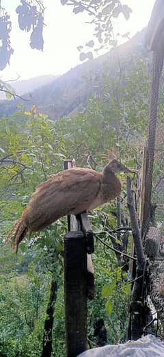 pair of peacocks