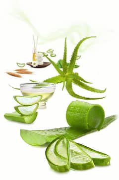 fresh Aloe Vera leave. pack of 3 leaves