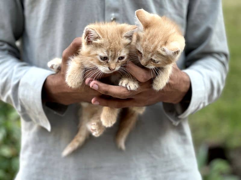 1month old single coat Persian kittens for sale 0