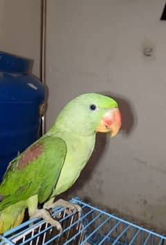 raw parrot for sale 8 month old active