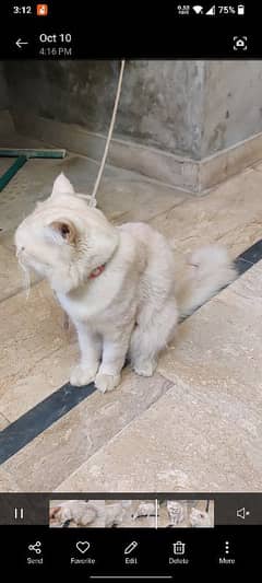 Persian male cat for sale age 12 months