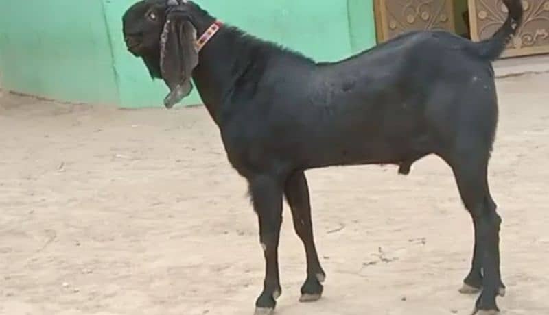 desi Bakra for sale WhatsApp number on 03314594754) 1