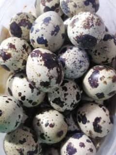 Batair Eggs / Fertile Batair Eggs / Quail Eggs