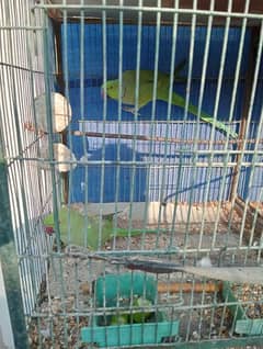 green ring neck breed pair for sale with cage and box