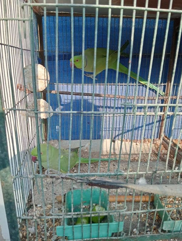 green ring neck breed pair for sale with cage and box 0