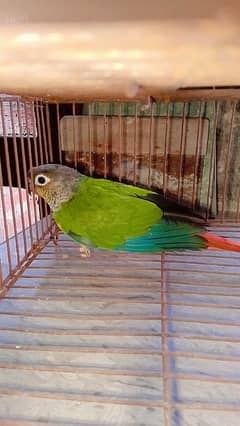 Green chicken conure yellow sided