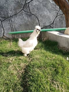 White silkie pair for sale 10/10