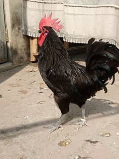 Australorp breeder male for sale