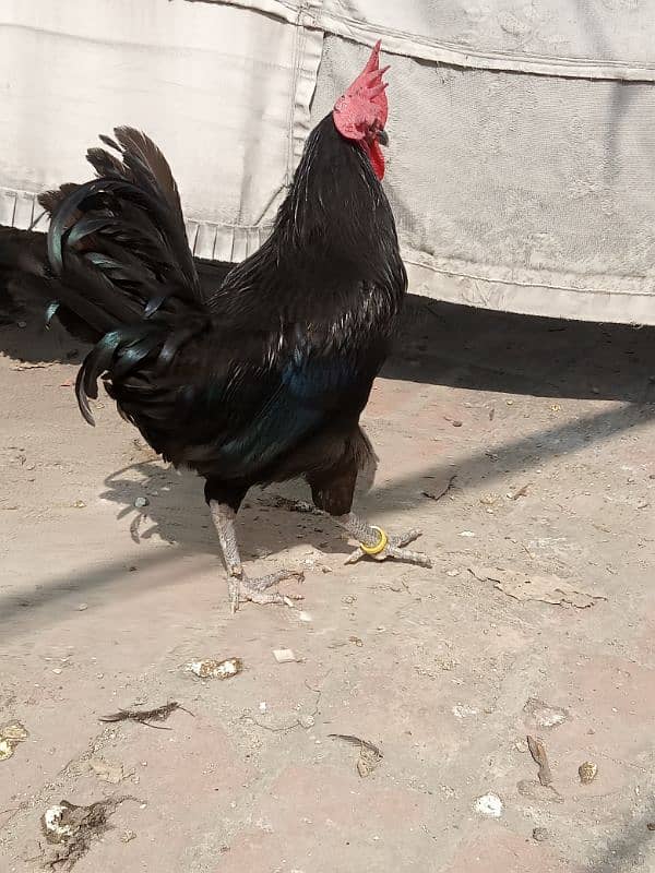 Australorp breeder male for sale 1