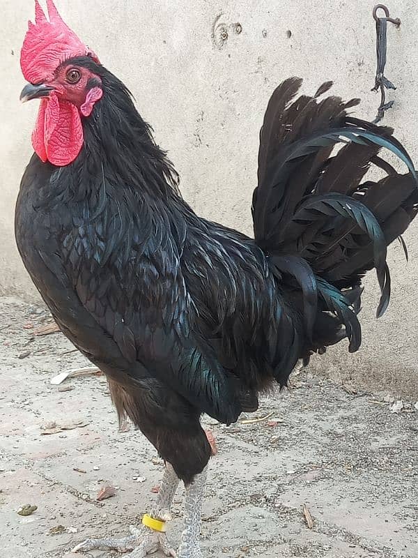 Australorp breeder male for sale 2