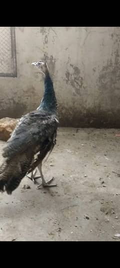 Turky,pecock,desi