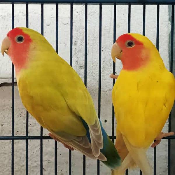 LOVE BIRDS FOR SALE 0