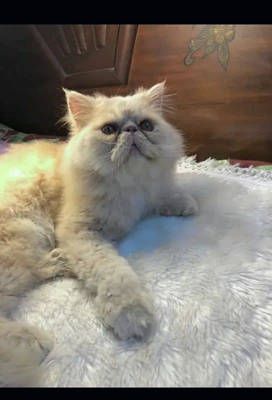 piki male cat breeder for sale for stud 2