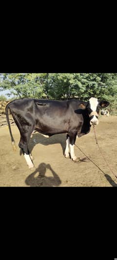 first timer pure American Friesian cow 0