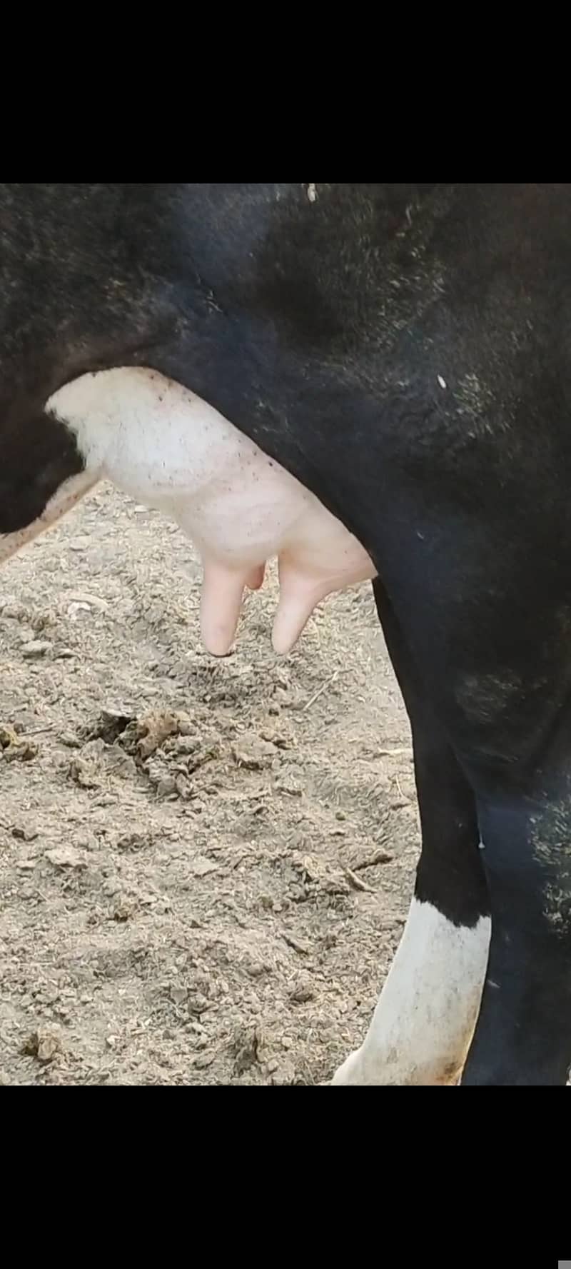 first timer pure American Friesian cow 1