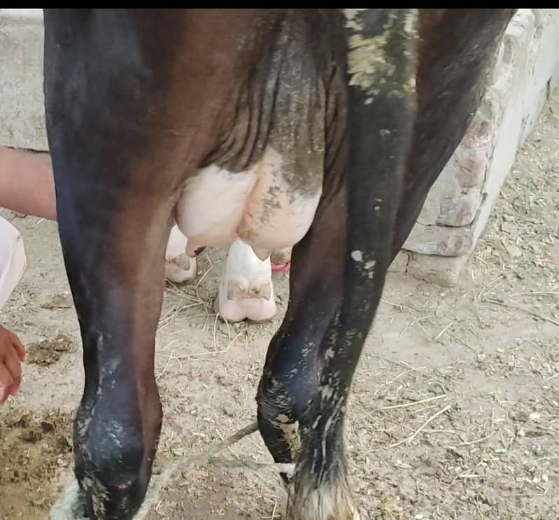 first timer pure American Friesian cow 2