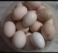 Ghar ki murgi ke egg h without feed