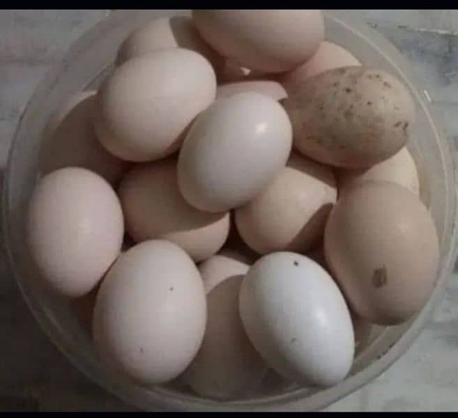 Ghar ki murgi ke egg h without feed 0