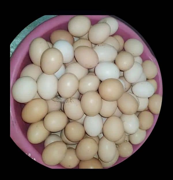 Ghar ki murgi ke egg h without feed 4