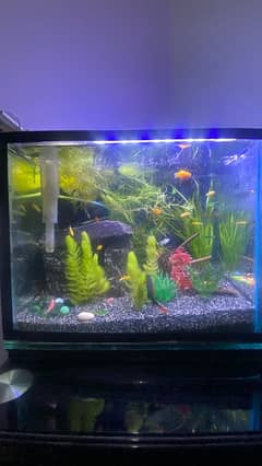 Planted Aquarium | Fish Tank