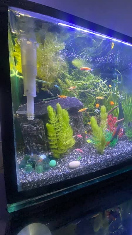 Planted Aquarium | Fish Tank 1