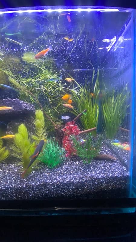 Planted Aquarium | Fish Tank 2