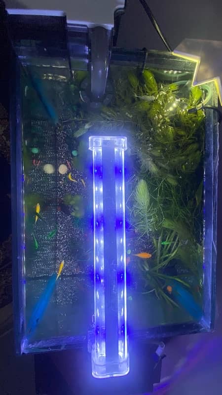 Planted Aquarium | Fish Tank 3