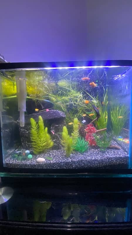 Planted Aquarium | Fish Tank 4