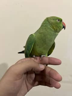 green parrot