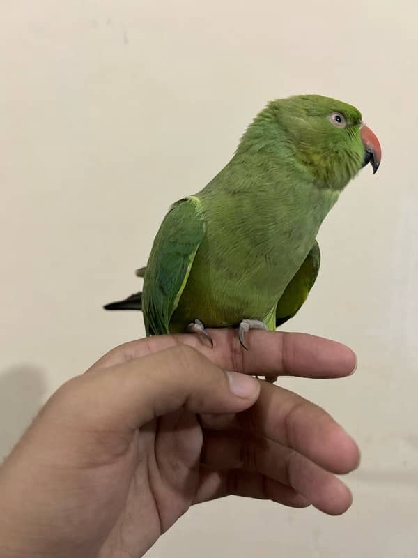 green parrot 0