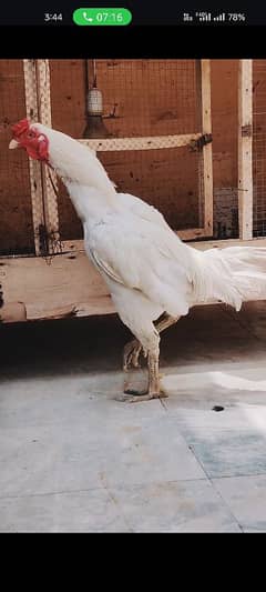 Black Thai Female And White Thai Male