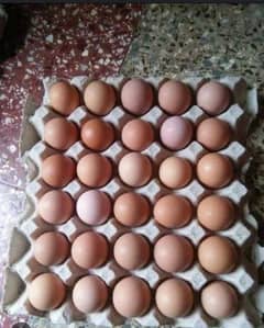 eggs lohman brown and goldan misri