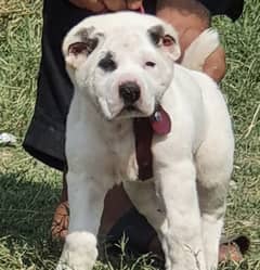 alabai dog male 2 months for sale security dog alabai