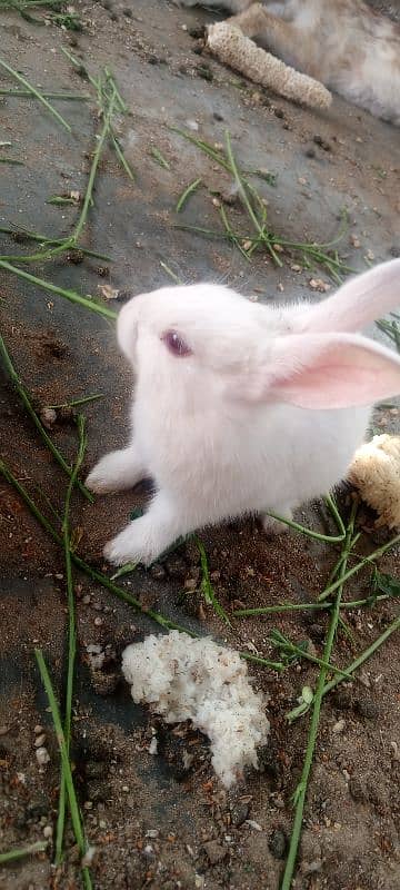 Rabbits and New born baby 1