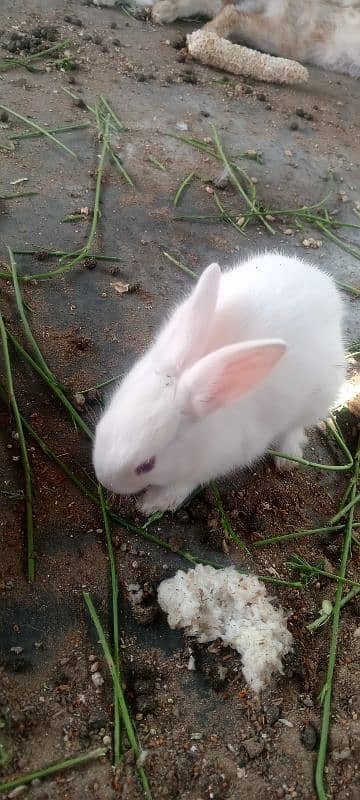 Rabbits and New born baby 2