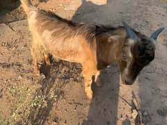 5 month old male goat for sale