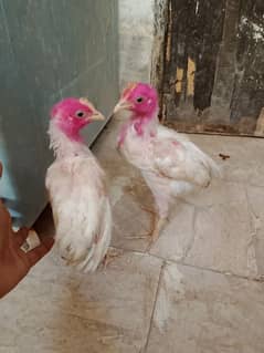 3 Chooza hai 2 male 1 misri female for sale