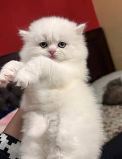 High Quality White Persian Kitten/Cats/Kittens/Cute/blue eyes/Triple