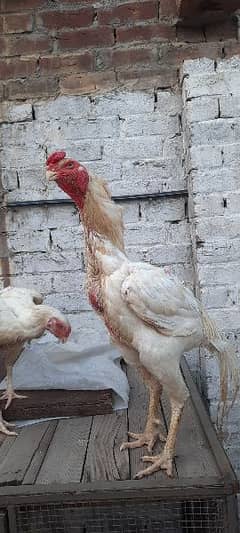 pure white shamo. chicks available