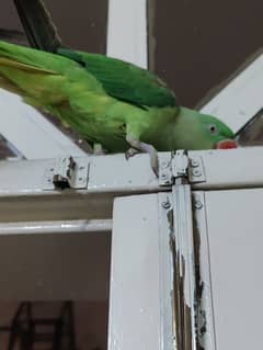 raw parrot for sale