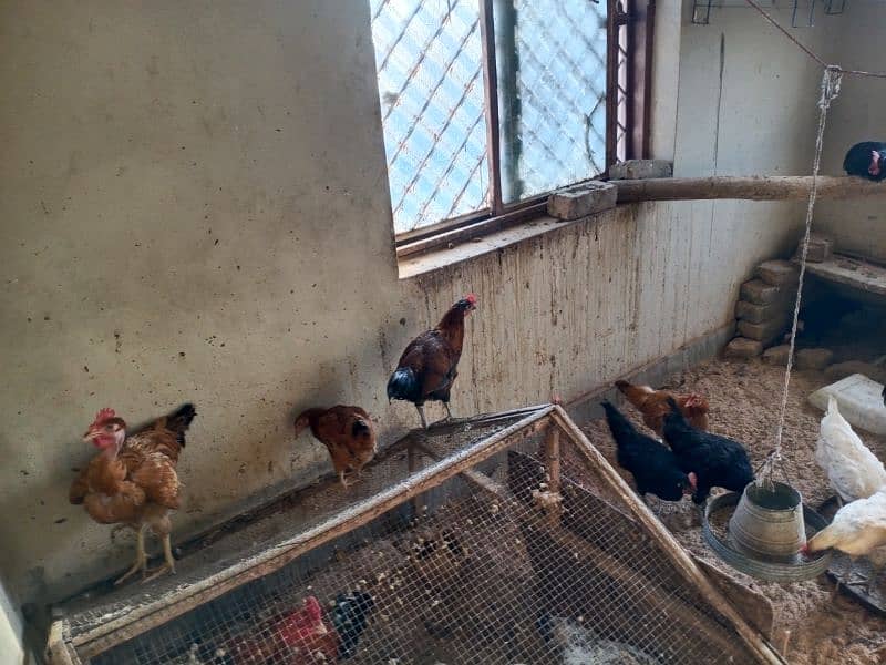 hens for sale 0