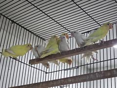 Opaline, Blue Opaline, Parblue, Decino , Albino, Fischery Lovebirds