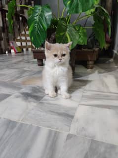 adorable persian kitten of 3 months old