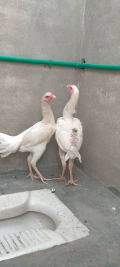 2 females shamo available