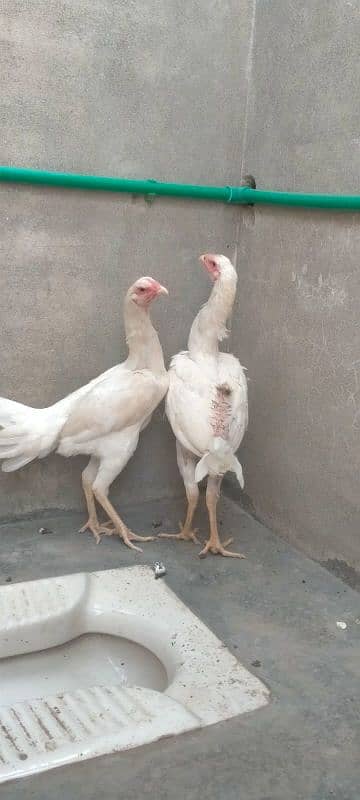 2 females shamo available 0