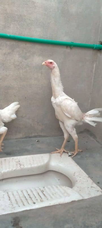 2 females shamo available 1