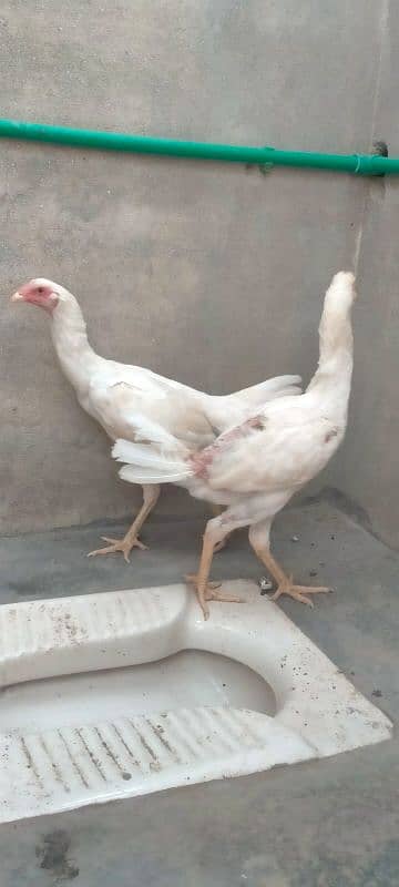 2 females shamo available 2