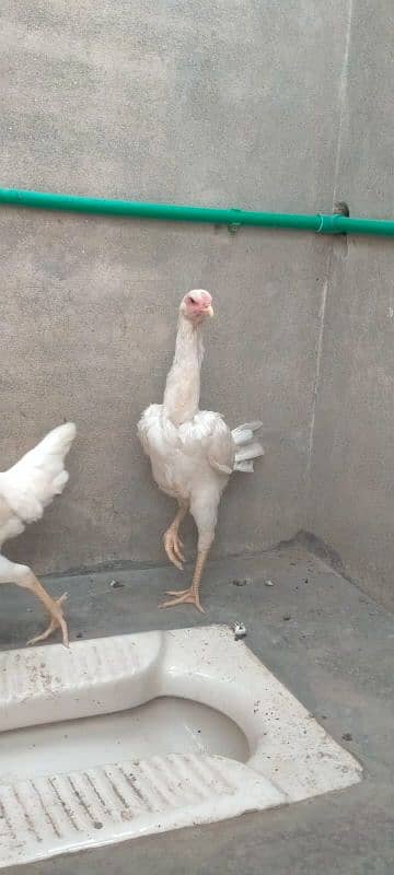 2 females shamo available 4