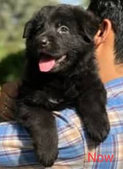 Black German Shepherd puppy | Long-coat male